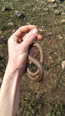 Psammophis brevirostris
