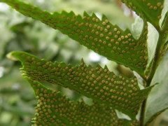 Polypodiopsida