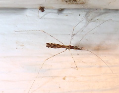 Empicoris errabundus