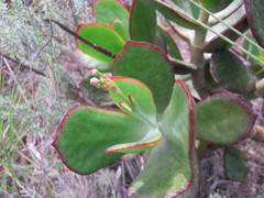 Cotyledon orbiculata orbiculata