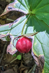 Trillium erectum