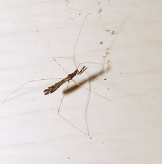 Empicoris errabundus