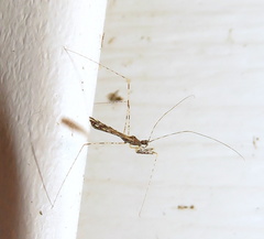 Empicoris errabundus