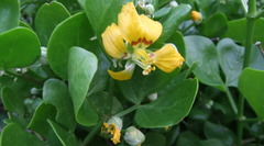 Roepera foetida