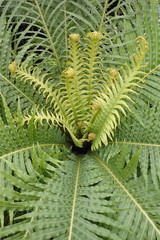 Polypodiopsida