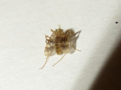 Psectrotanypus dyari