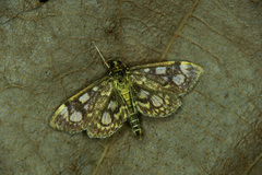 Anania coronata