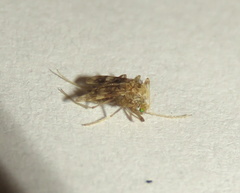 Psectrotanypus dyari