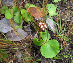 Crassula capensis capensis