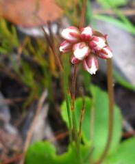 Crassula capensis capensis