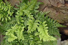 Polypodiopsida
