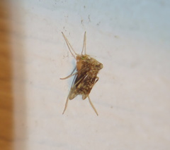 Psectrotanypus dyari