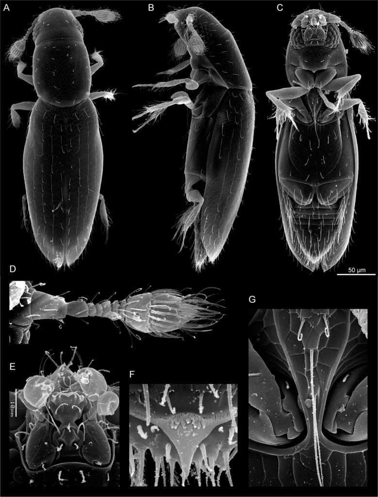 Scydosella