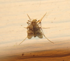 Psectrotanypus dyari