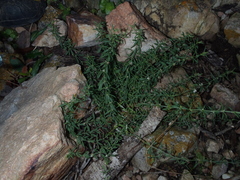 Pollichia campestris