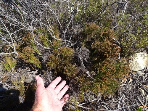 Image of Restio leptoclados by (c) Shaun Swanepoel, some rights reserved (CC BY)