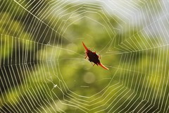 Gasteracantha milvoides