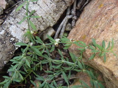 Pollichia campestris