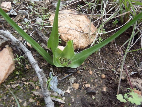 Colchicum longipes