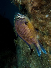 Chromis limbata