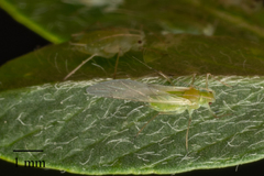 Acyrthosiphon
