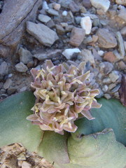 Massonia obermeyerae