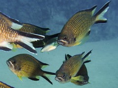 Chromis limbata