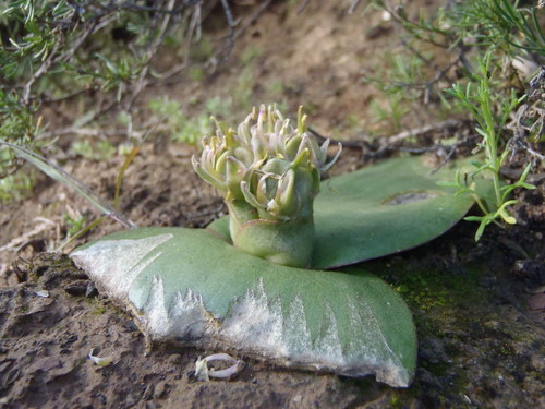 Massonia obermeyerae