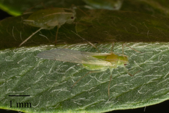 Acyrthosiphon