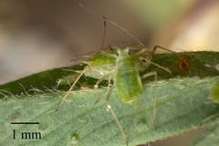 Acyrthosiphon