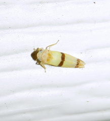 Empoa gillettei