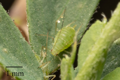 Acyrthosiphon