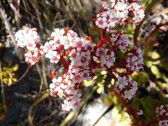 Crassula rubricaulis