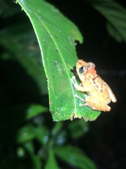 Pristimantis mallii