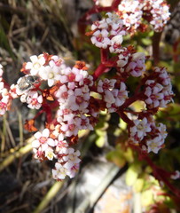 Crassula rubricaulis
