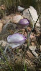 Gladiolus patersoniae