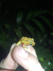 Pristimantis incomptus