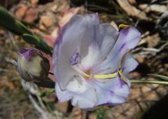 Gladiolus patersoniae