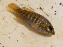 Pseudocrenilabrus philander