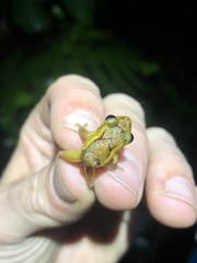 Pristimantis incomptus