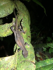 Gelanesaurus flavogularis