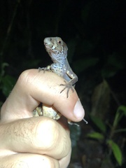 Gelanesaurus flavogularis