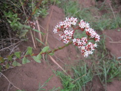 Crassula rubricaulis