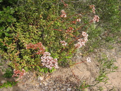 Crassula rubricaulis