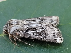 Agrotis robustior