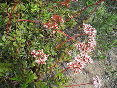 Crassula rubricaulis