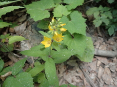 Lysimachia verticillaris