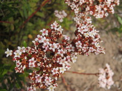 Crassula rubricaulis