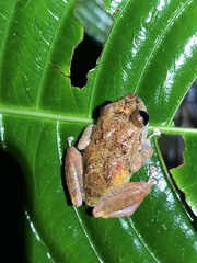 Pristimantis mallii