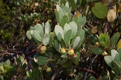 Arctostaphylos canescens sonomensis